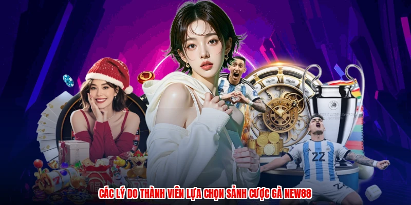 Các lý do thành viên lựa chọn sảnh cược gà NEW88