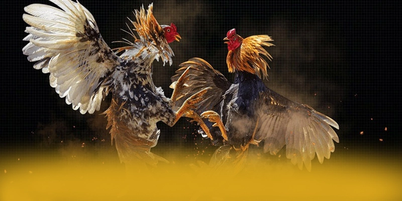 Nhận xét từ cộng đồng người chơi về SUNWIN